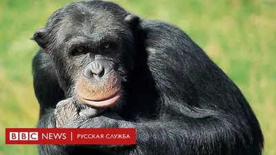 Шимпанзе Обезьяна Большая 16 см Премиум - купить с доставкой по выгодным  ценам в интернет-магазине OZON (971354584)