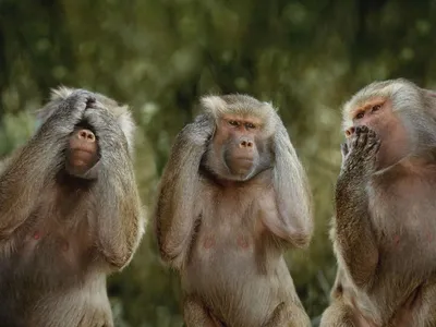 Обои на рабочий стол Три обезьяны сидят закрыв лапами глаза, уши, рот  (Ничего не слышу, ничего не вижу, ничего не говорю), обои для рабочего  стола, скачать обои, обои бесплатно
