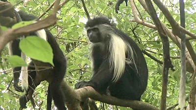 https://altezza.travel/articles/colobus-monkey