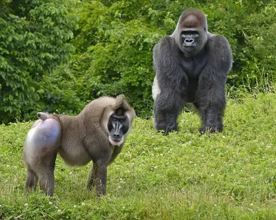 Мама Африка / Mama Africa - Обезьяны тут везде, в большом количестве.  🐵🙈🙊🙊🐒 Вы еще не с нами? Вы еще думаете? Как так? Присоединяйтесь. ❤  https://sgtraveler.com #турывкению #сафаривкении #лемуры #свадьбавафрике  #мадагаскар #лемуры #