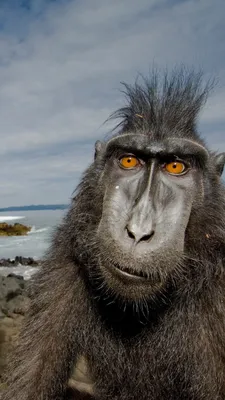 Маленький бабуин | Веселые обезьяны, Фотография питомца, Фотографии животных