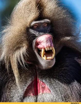 Купить большую нашивку голова обезьяны, бабуина в интернет магазине