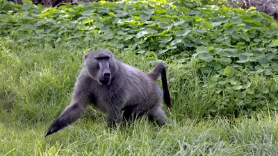 Обои бабуин, обезьяна, милые животные, забавный, baboon, monkey, cute  animals, funny, Животные #4502