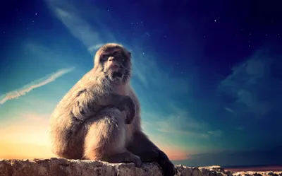 Baboon (Павиан,Бабуин). | Monkeys funny, Animals wild, Animals beautiful