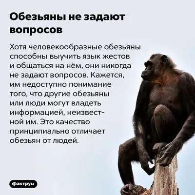 Фотография обезьяна Chimpanzee Язык (анатомия) морды черно белые