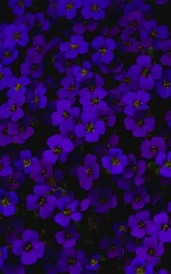 Скачать 800x1280 обриета, цветы, фиолетовый, темный обои, картинки samsung  galaxy note gt-n7000, meizu mx2