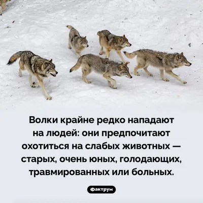 Волки убили 22 ребенка в Финляндии – этим событиям более ста лет, но страх  по-прежнему живет | Yle