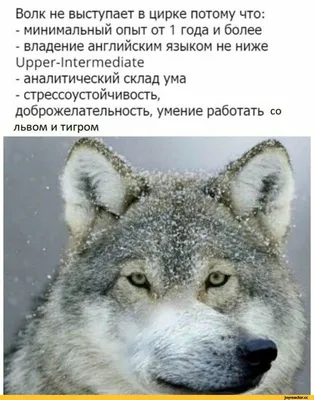 Волк обыкновенный — Canis lupus