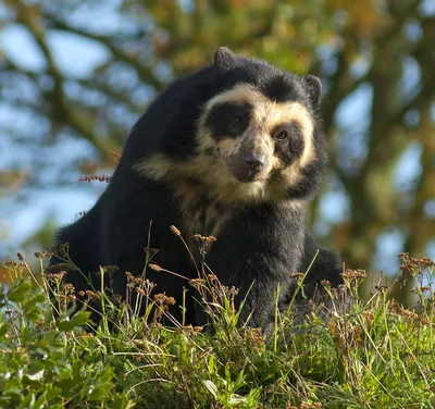 Очковый медведь (Tremarctos ornatus) / Spectacled Bear Синонимы: Андский  медведь | Медведь, Млекопитающие, Бурые медведи