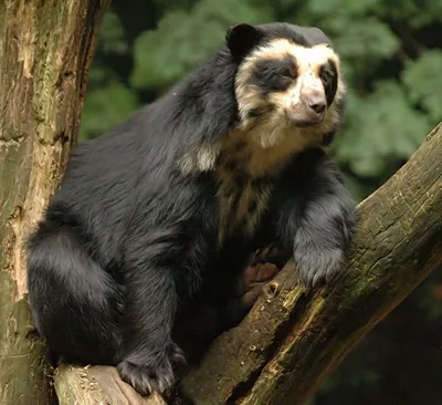 Очковый медведь | Spectacled bear, Bear species, Baby animals