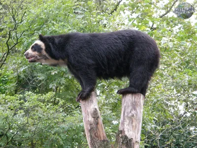 Очковый медведь - Путешествуем вместе | Spectacled bear, Bear species, Cute  baby animals