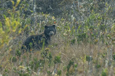 Очковый Медведь Tremarctos Ornatus — стоковые фотографии и другие картинки Очковый  медведь - Очковый медведь, Без людей, Вертикальный - iStock