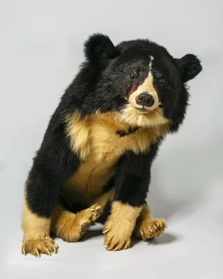 Очковый медведь | Spectacled bear, Short faced bear, Bear