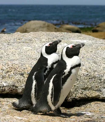 Очковый пингвин фото