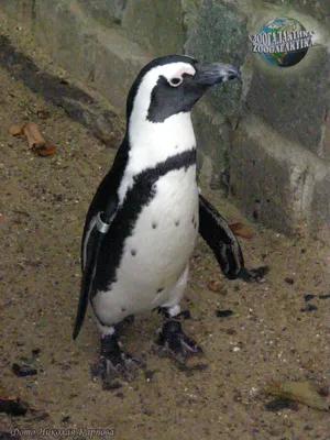 African penguin (Spheniscus demersus) Очковый пингвин | Flickr