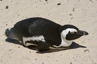 Очковый пингвин, Spheniscus demersus, African Penguin | Flickr