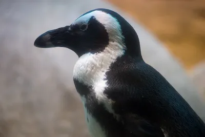 Очковый пингвин, Spheniscus demersus, African Penguin | Flickr