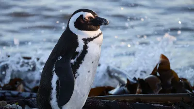 Очковый пингвин, Spheniscus demersus, African Penguin | Flickr