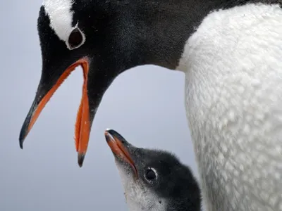 Спящий Очковый Пингвин (Spheniscus Demersus), Также Известный Как Черный  Ногой Penguin Фотография, картинки, изображения и сток-фотография без  роялти. Image 15373987