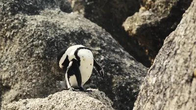 Очковый пингвин / Cape penguin (Konica Minolta) из бумаги, модели сборные  бумажные скачать бесплатно - Пингвин - Животные - Каталог моделей - «Только  бумага»