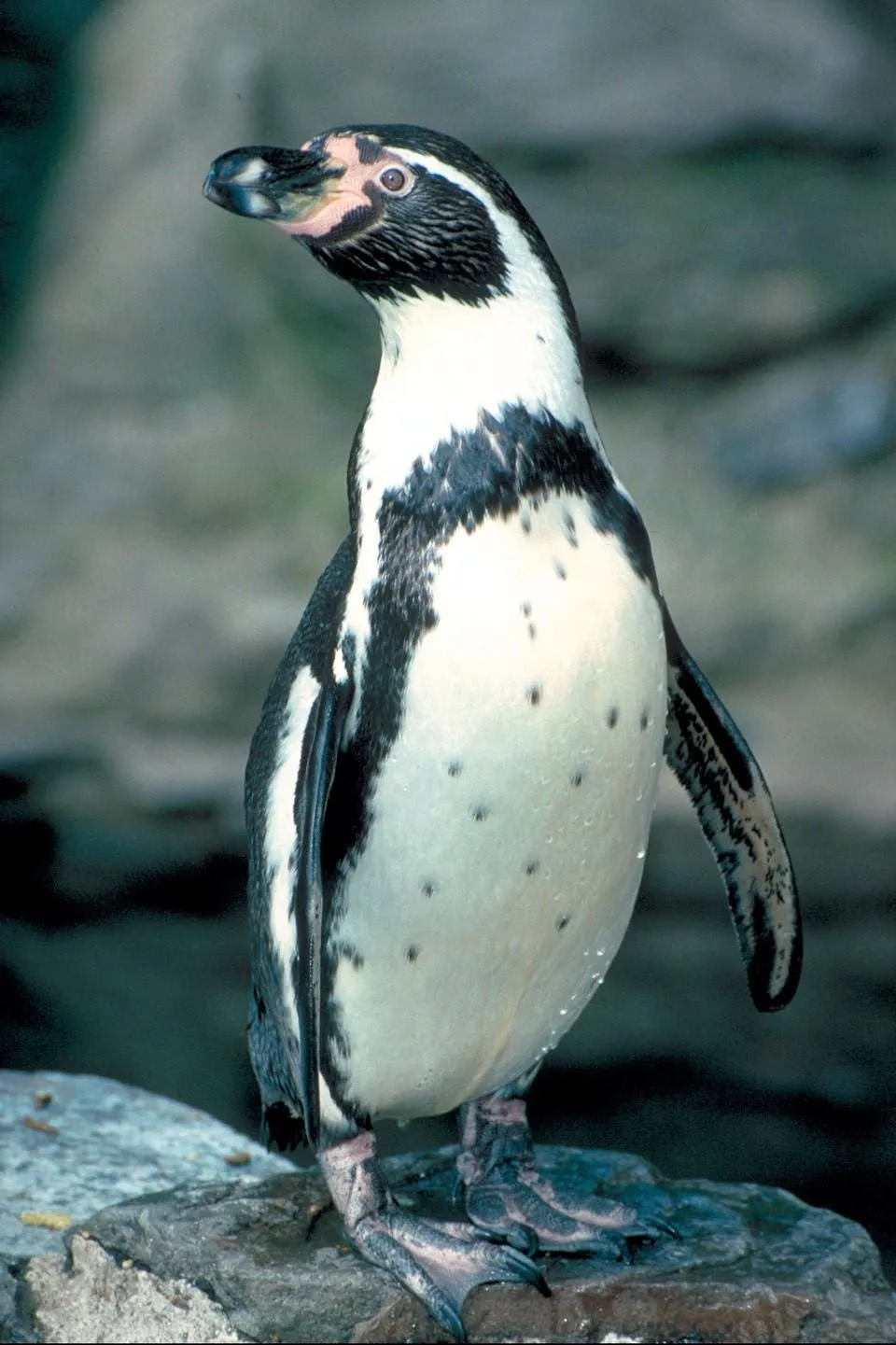 Пингвин гумбольдта. Очковый Пингвин Пингвинообразные. Пингвин Гумбольдта Пингвинообразные. Перуанские пингвины Гумбольдта.