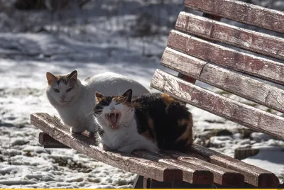 Скамейка занята / трёхцветная кошка :: одесские котики :: под катом  продолжение :: котэ (прикольные картинки с кошками) / смешные картинки и  другие приколы: комиксы, гиф анимация, видео, лучший интеллектуальный юмор.