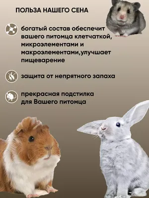 Футболка мужская хлопковая синяя с принтом Happy Guinea Pig - Морская  Свинка The Mountain 10C221360056 купить в Киеве, Украине • Цена на Wallet.ua