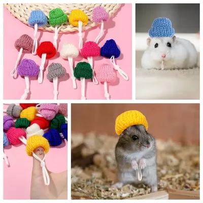 2pcs Hamster Knitted Hat With Strap Colorful Guinea Pig Hat Small Animal  Rats Sugar Chinchilla Ferret Hedgehogs Pet Hats Cosplay - AliExpress