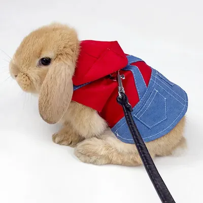 Одежда для кроликов фото фото