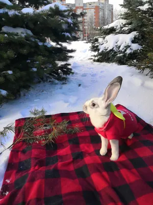 Зимняя одежда кролика Пятнышки | Кролик Пятнышко 🐰🥦 | Дзен