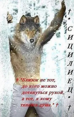 Amazon.com: ХАРАКТЕРИСТИКА \"ОДИНОКИХ ВОЛКОВ\": Типологии (Russian Edition):  9786203971156: Камарго Эрнандес, Давид Франсиско: Books