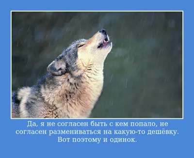 одинокий волк на синем фоне с розовыми весенними цветами Иллюстрация штока  - иллюстрации насчитывающей комиксы, листво: 272005344