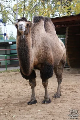 Фотографии Одногорбый верблюд (дромадер) Лат.: Camelus dromedarius