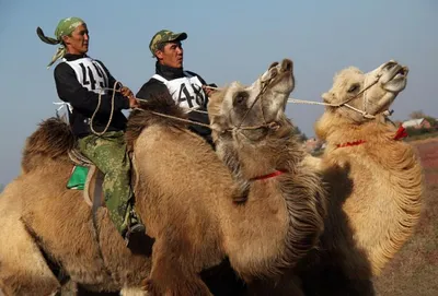 Двугорбый верблюд (Camelus bactrianus) (ferus) — Зоопарк «Лимпопо» г.  Нижний Новгород – Нижегородский зоопарк