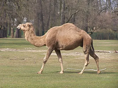 Одногорбый верблюд, или дромадер | zoo-ekzo.com- Экзотические животные