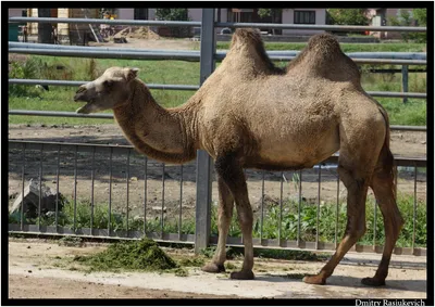 Арабский Или Одногорбый Верблюд Camelus Dromedarius — стоковые фотографии и  другие картинки Без людей - iStock