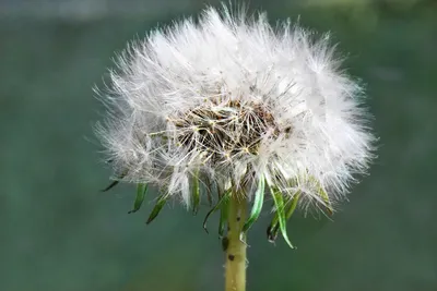 картинки : одуванчик, crassocephalum, цветущее растение, Native Sowthistle,  Дикий цветок, Стебель растения, Сеять чертополох, пыльца, purple salsify,  Маргаритка 5568x3712 - Hanne - 1609372 - красивые картинки - PxHere