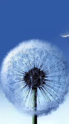 Обои одуванчик, синий, цветок, растение, пыльца на телефон Android,  1080x1920 картинки и фото бесплатно