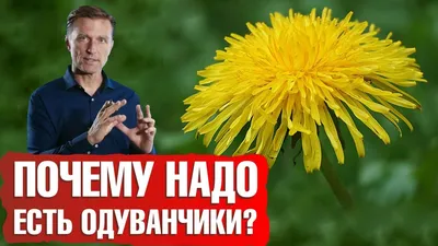 Одуванчик: польза и вред для человека и здоровья мужчин, женщин, детей