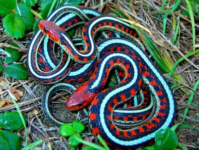 Толстоголовые змеи - красивые фото и картинки pofoto.club