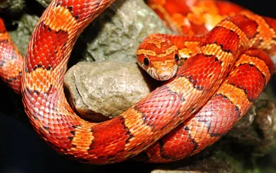 Красная змея - 65 фото