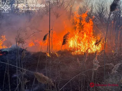 Огонь охватил пять тысяч квадратных метров: одесские спасатели гасили  пылающий камыш (фото, видео) - Новости Одессы - odessa.online (04.03.2023)