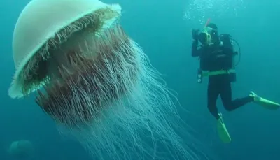 Огромная медуза фото