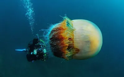 Это арктическая цианея — самая крупная медуза Мирового океана. | Пикабу