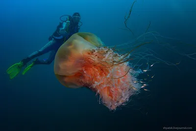 Самая большая медуза в азовском море - 68 фото
