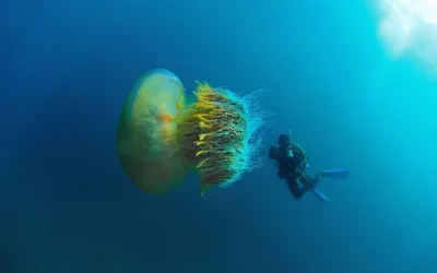 Отдых в Бердянске - огромную медузу поймали в Азовском море - фото