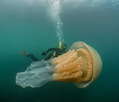 Огромная медуза у берегов Великобритании | Дайвинг клуб Капитан Кук