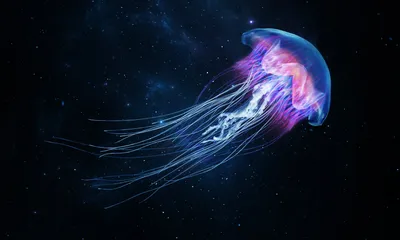 Какие бывают медузы в Чёрном море