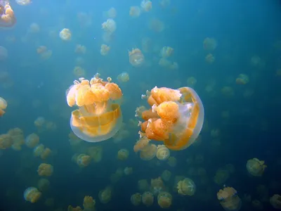 Огромная медуза поглощает планету, …» — создано в Шедевруме
