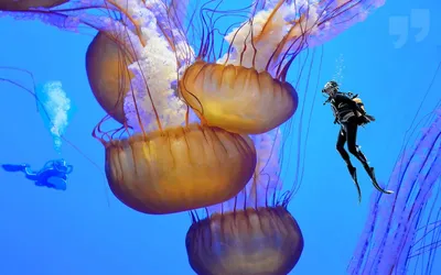 Погружение в мир медуз: в Калифорнии откроется огромный интерактивный  аквариум - ForumDaily